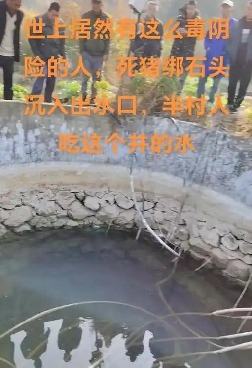 石头的死猪该井供给了一半村民的饮用水开元棋牌试玩广西村庄水井内发现被绑(图2)